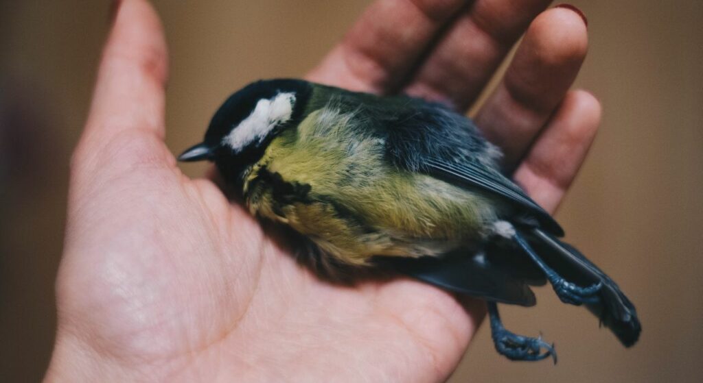 Kode Alam Menangkap Burung 4D 3D 2D Oleh Para Ahli Interpretasi Mimpi Lengkap